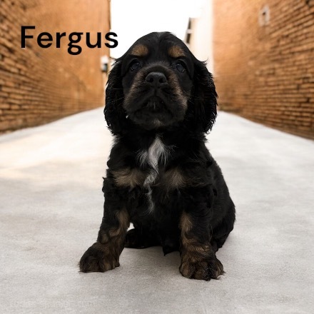 puppy, for, sale, Cocker Spaniel, Joe & Cherri  Overlease, dog, breeder, Miller, MO, dog-breeder, puppy-for-sale, forsale, nearby, find, puppyfind, locator, puppylocator, aca